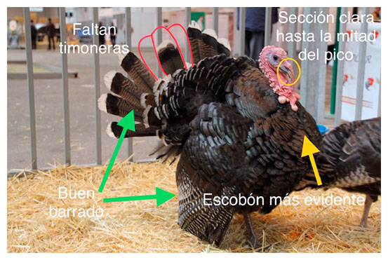 pavo oscense